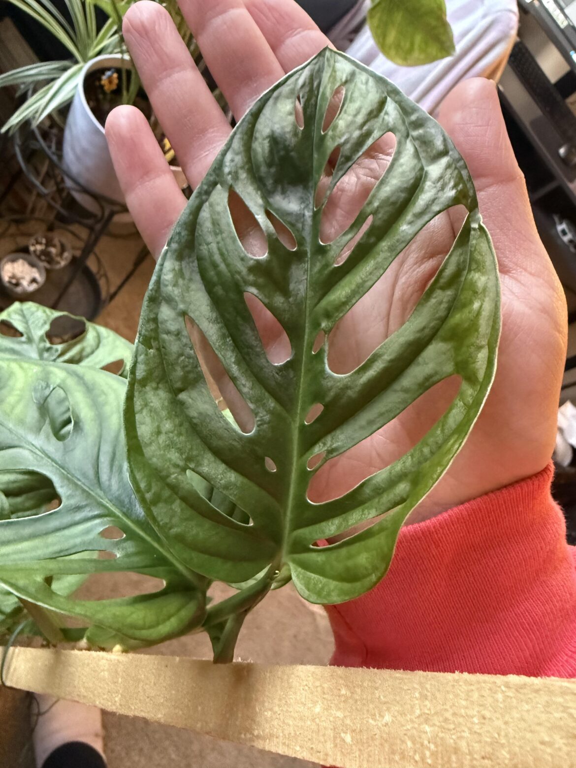 Thought this new leaf had the prettiest fenestrations so far from my leaves!