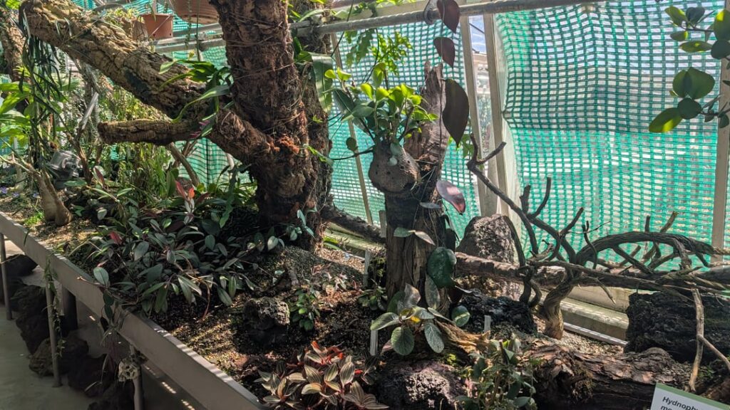 New tropical house @ Succulent Collection Zürich