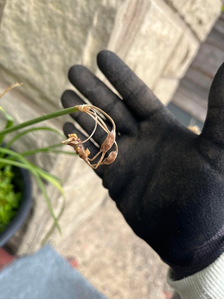 Daffodils propagation