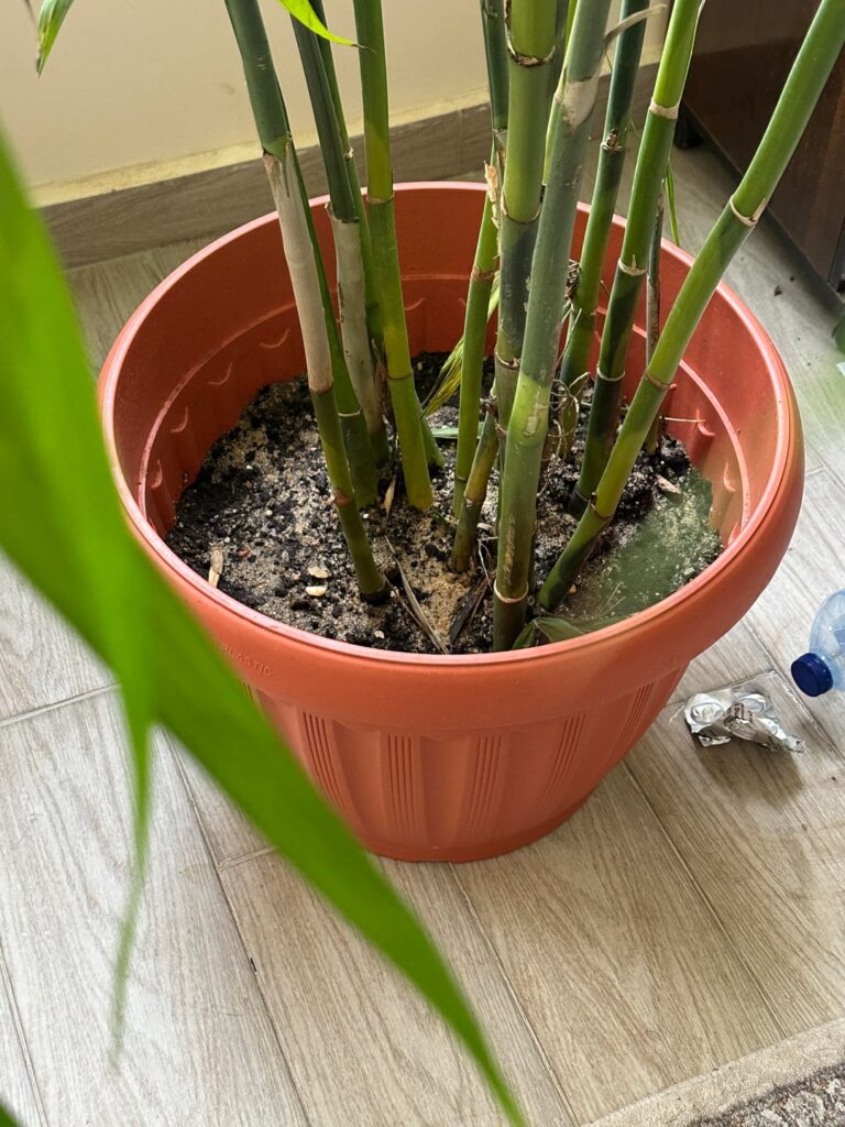 Hello everyone! Help my chamaedorea elegans Hello everyone! Help my chamaedorea elegans
