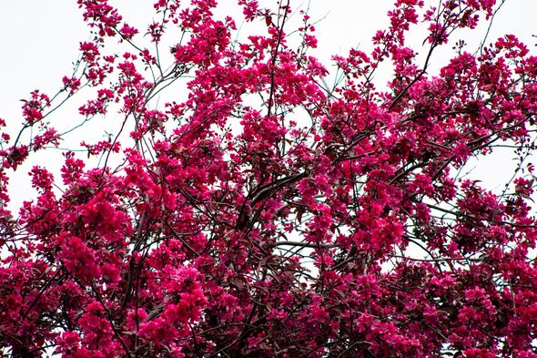 Crab apple tree blossom Crab apple tree blossom