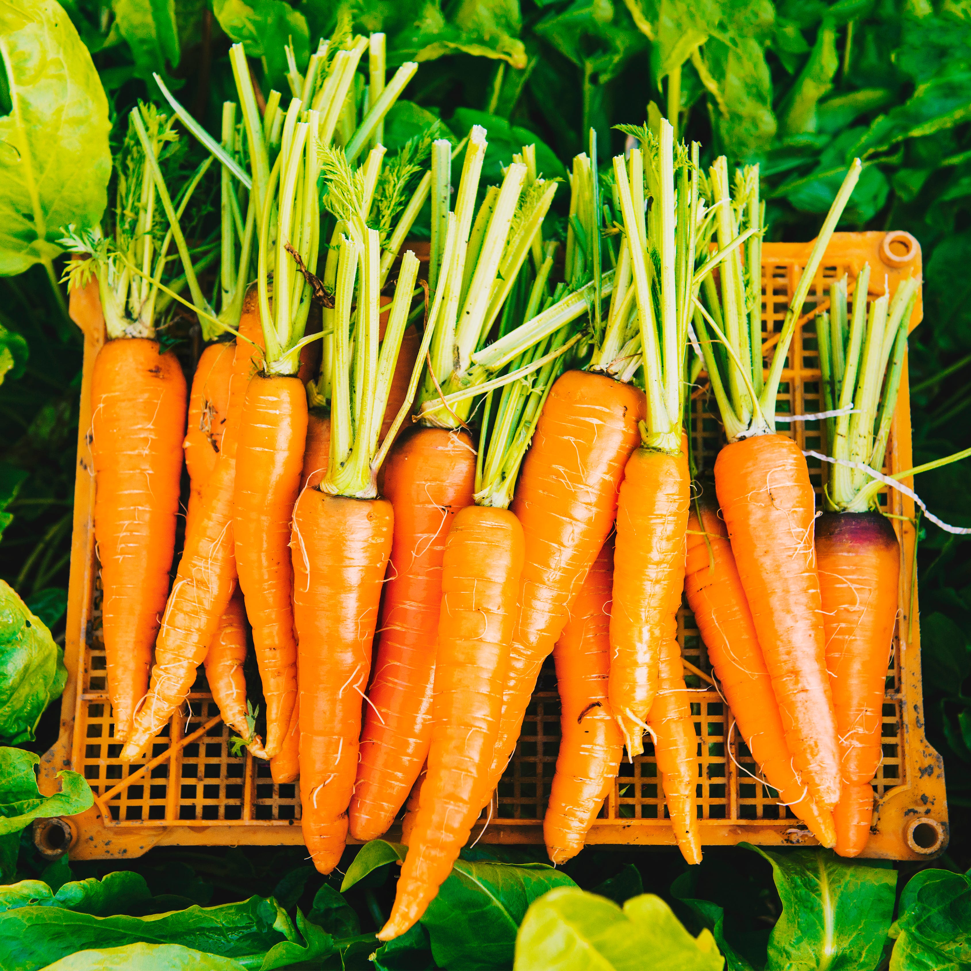 crate of carrots in garden
