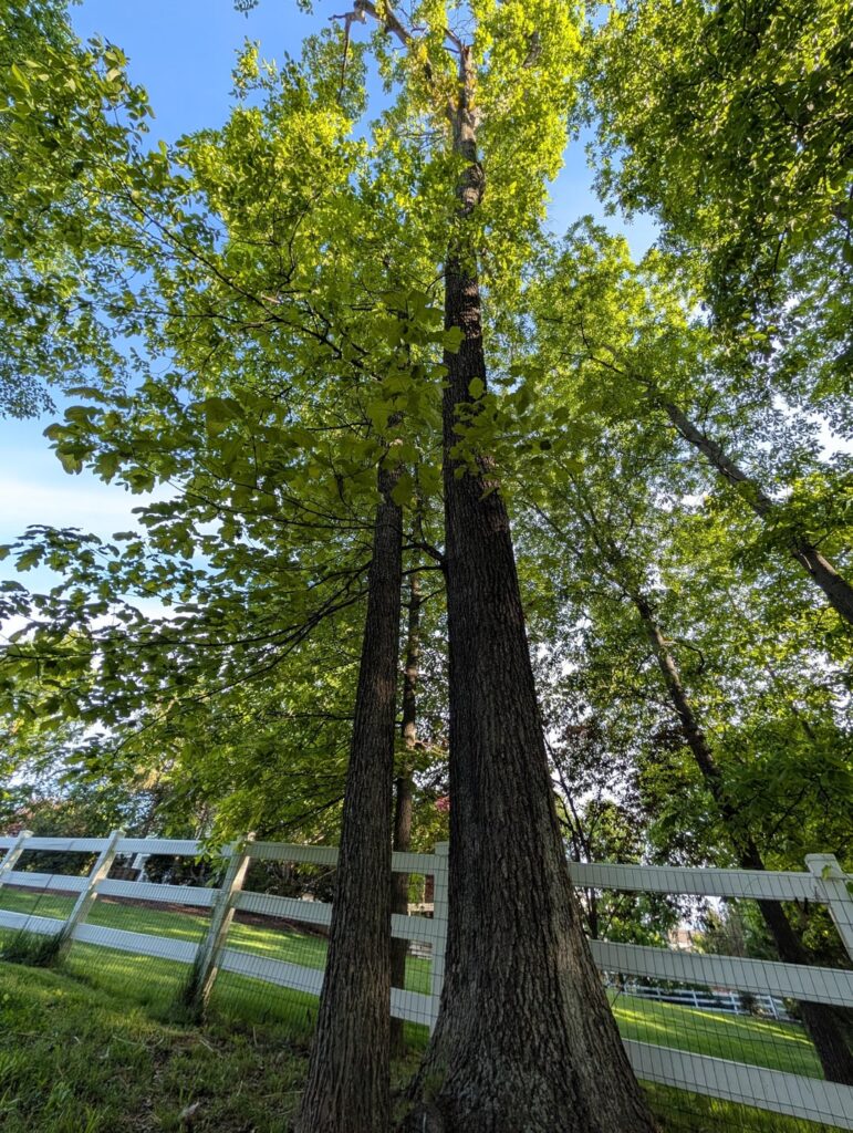Mockernut Hickory vs Oak Tree Mockernut Hickory vs Oak Tree