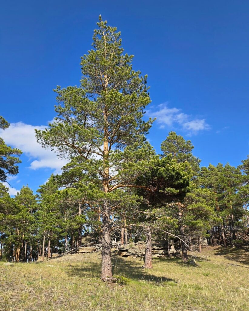 What is this thickening of branches on a pine tree?