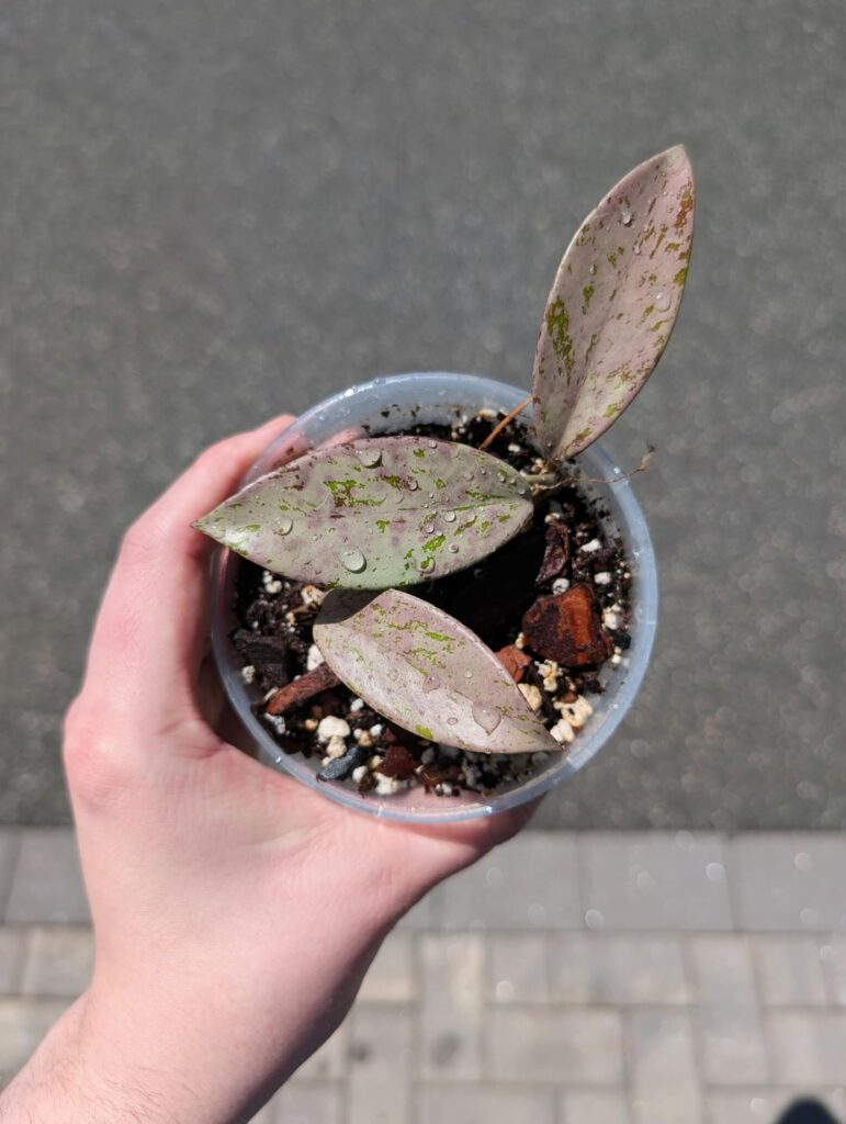 Wondering if this will ever get new growth Wondering if this will ever get new growth