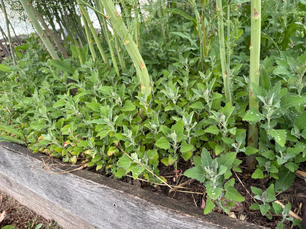 Can I get an ID for what’s growing under my asparagus in Central PA?