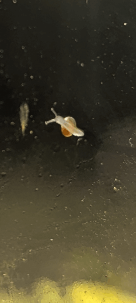 Baby snail appeared after I watered my new terrarium.should I keep it or release it?