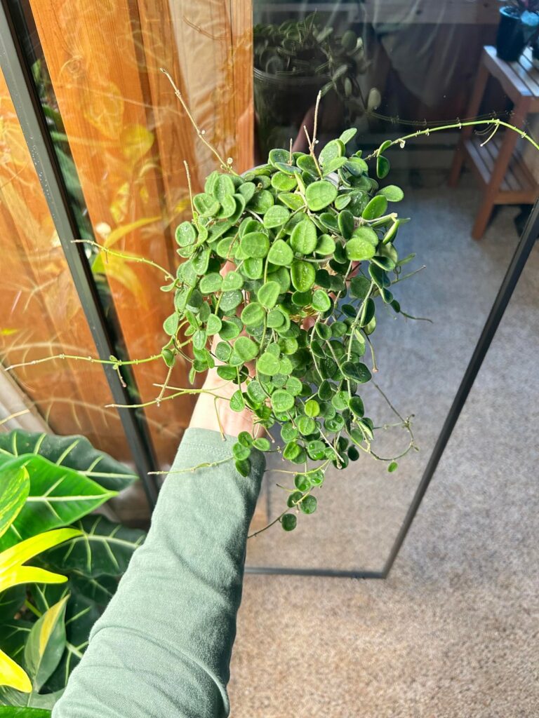 1 year of growth. From a 3 leaf cutting. Can you count the peduncles?
