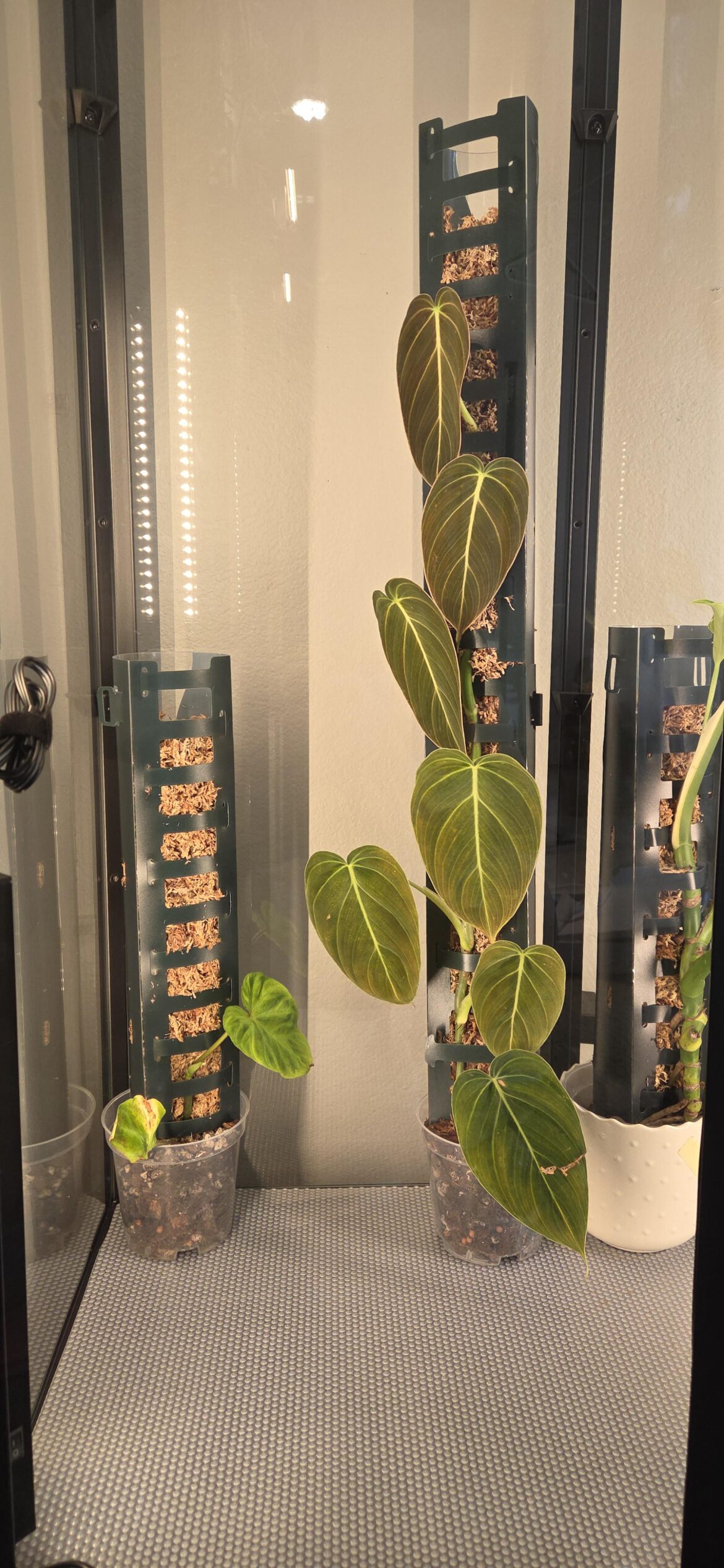 Melano and Verrocosum