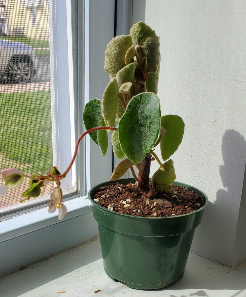 Begonia kellermanii