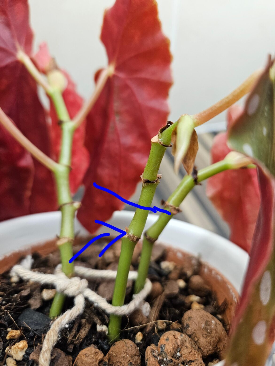 Where to cut for propagating a cane Begonia Maculata?