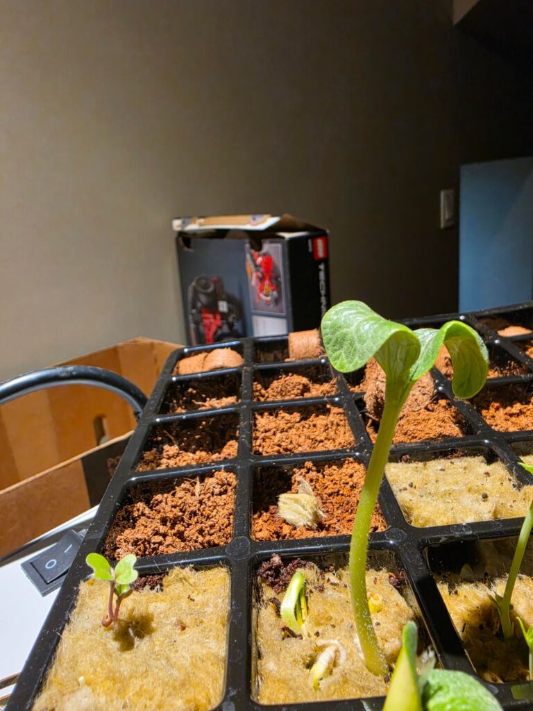 Are my seedlings healthy? Are my seedlings healthy?