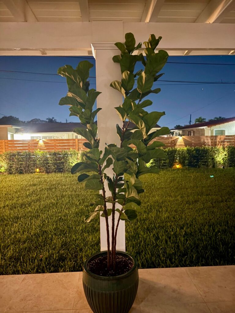 FLF thriving after repot.