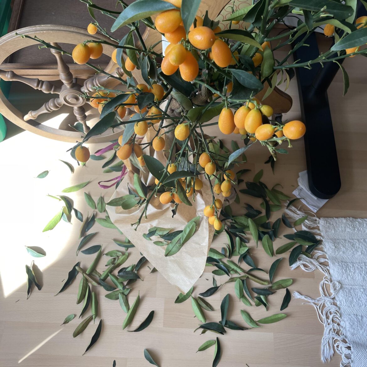 Can I save my kumquat tree?