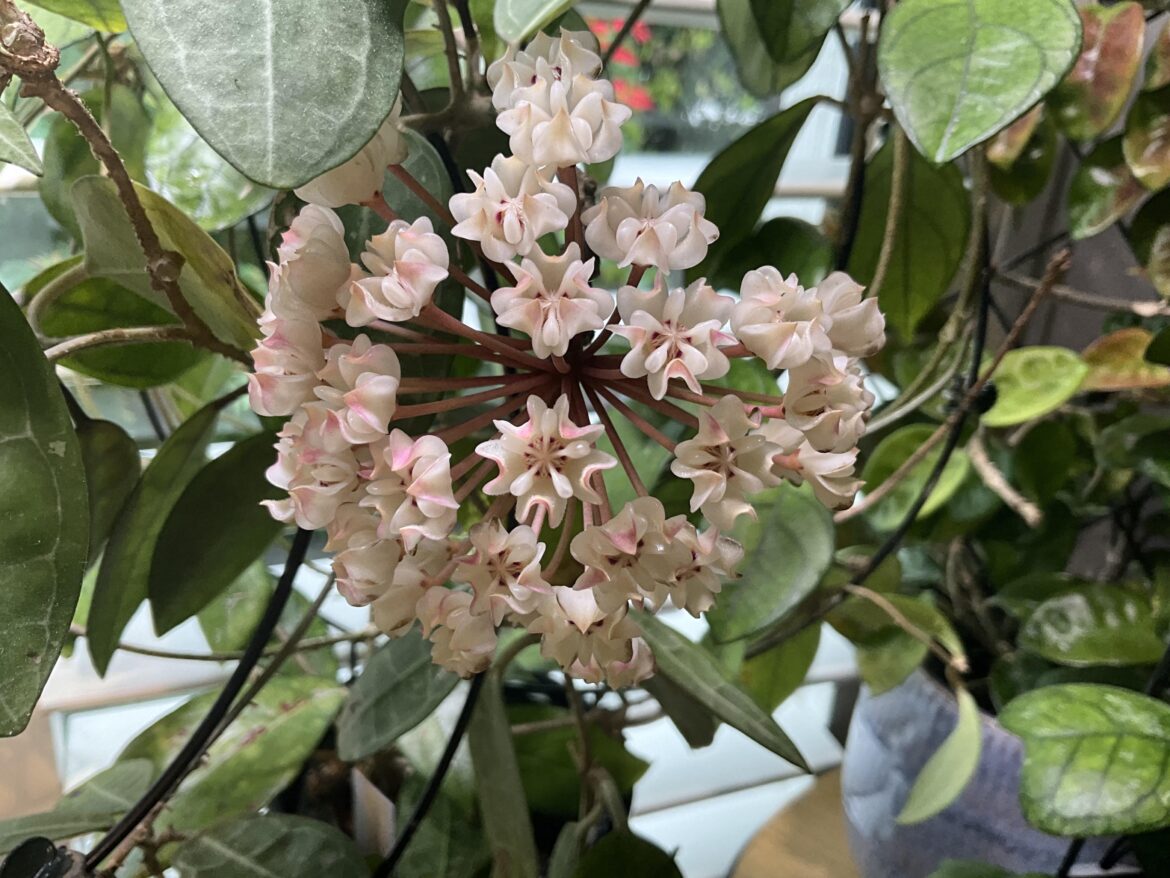 Eliptica 🥰