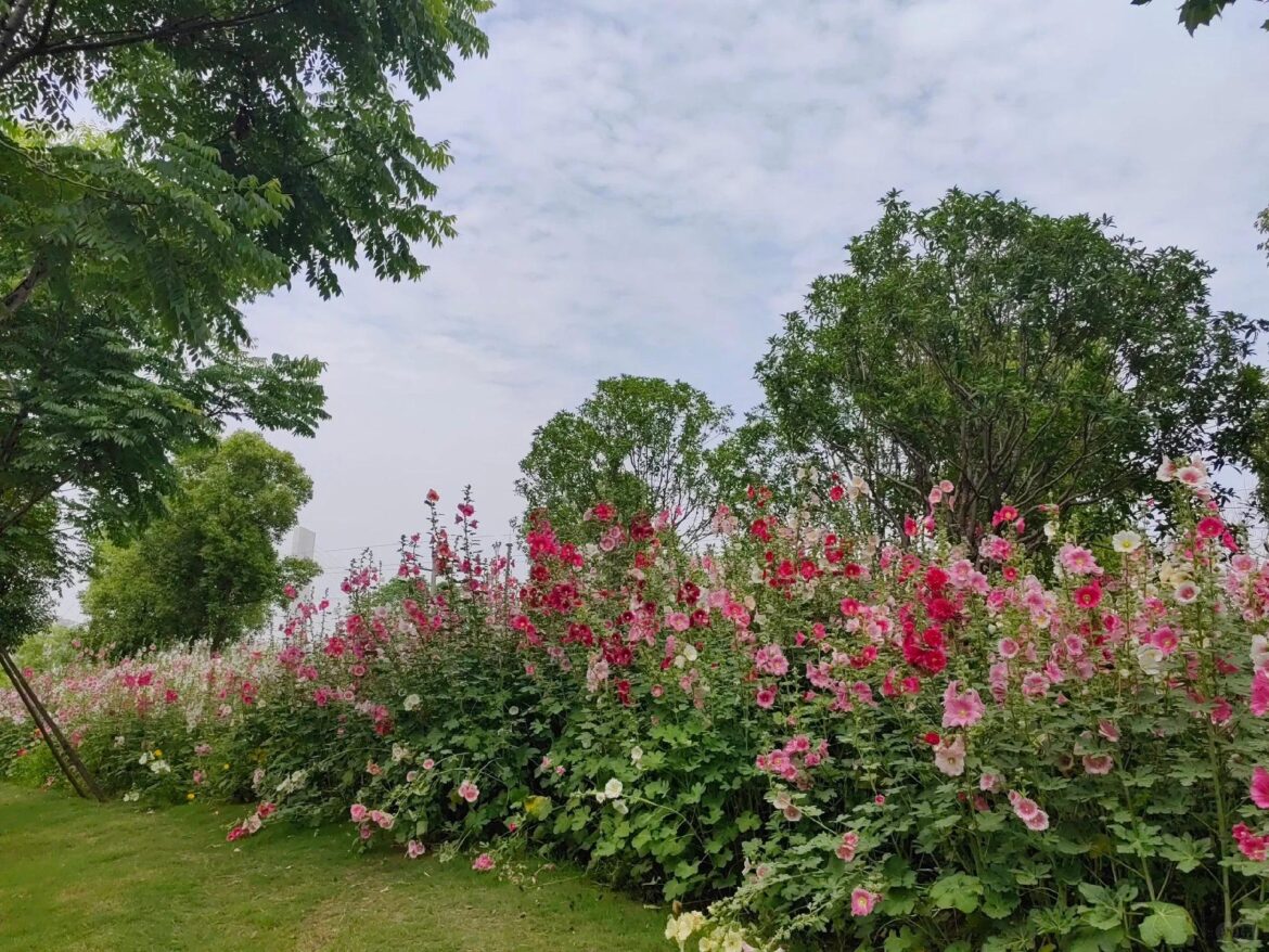 The Flower That Grows on High —  Hollyhock