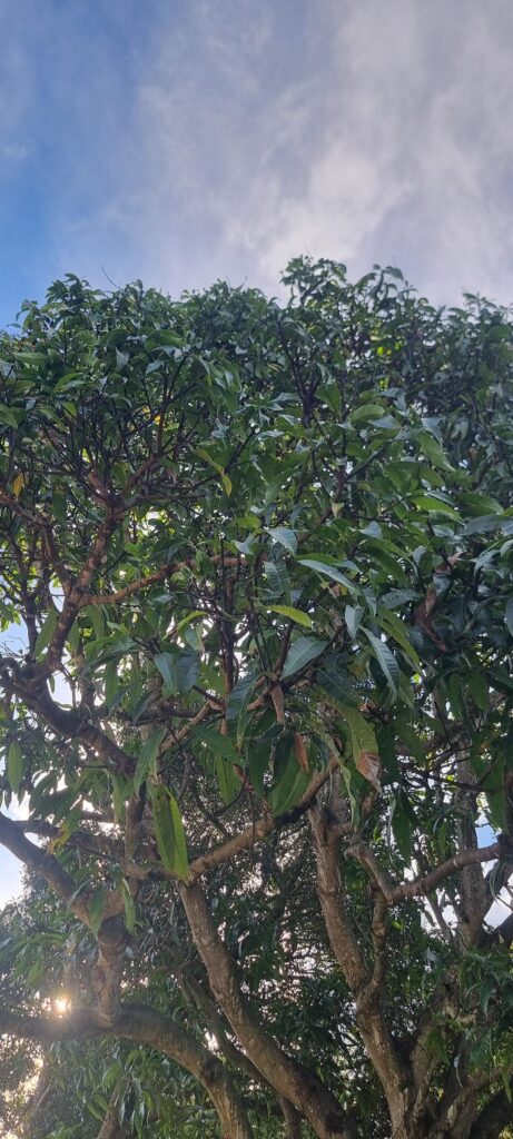 Mango Tree help! Mango Tree help!