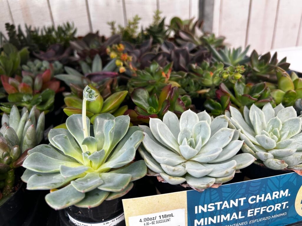 happy finds at lowe’s!