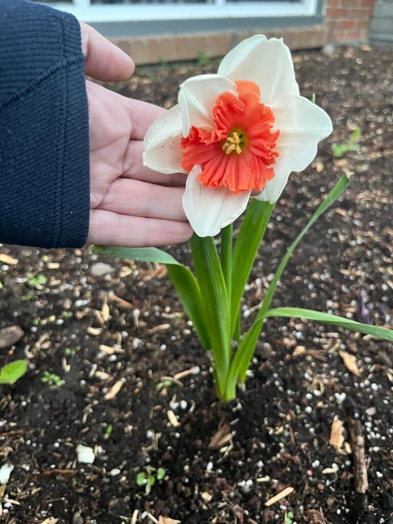 Daffodils