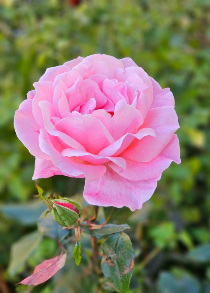 A fePerfect roses