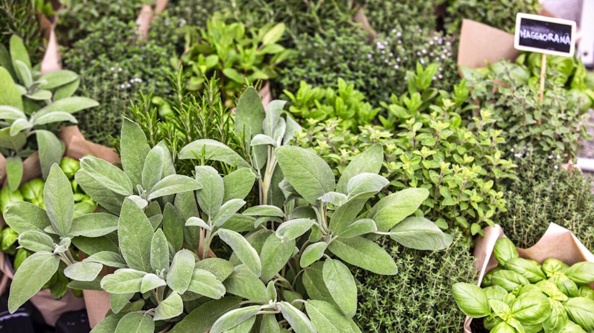 This Popular Herb Changes Fast In Warm Weather — Here’s How To Stay Ahead Of It This Popular Herb Changes Fast In Warm Weather — Here's How To Stay Ahead Of It