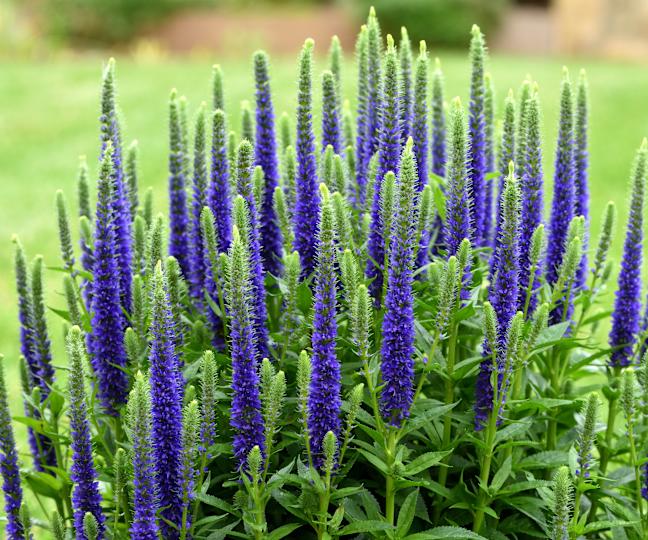 Purple veronica