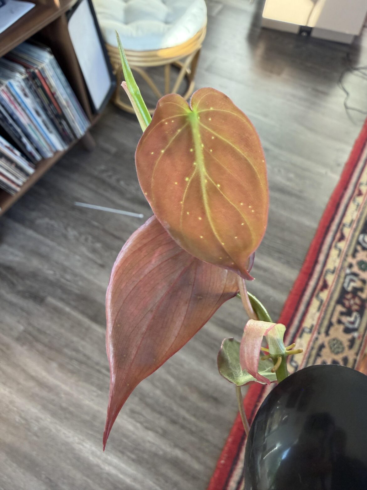Pathogen help!