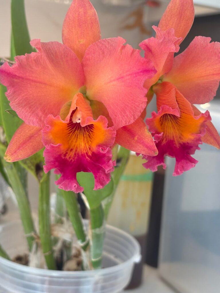 Cattleya bloom season