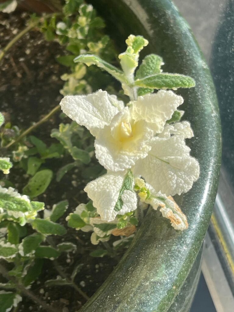 White mint