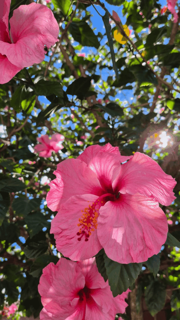 Beautiful flowers