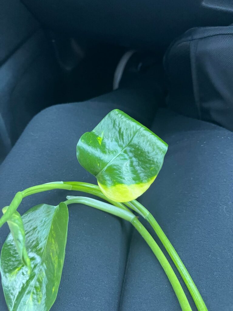 How to remove crease?