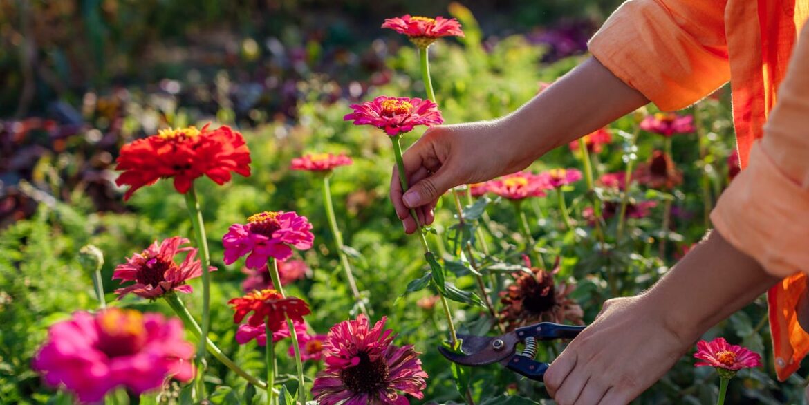 Sarah Raven’s 10-minute gardening tip will transform your blooms