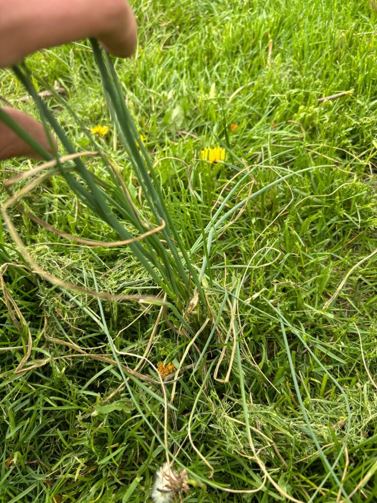 What are these onion looking plants?