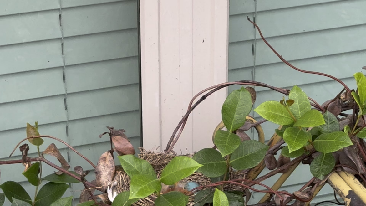 American Robin Nest American Robin Nest