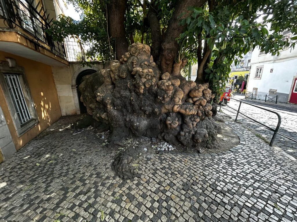 Alguém por aí quer um alargador de raiz? (Root flare, anyone?)