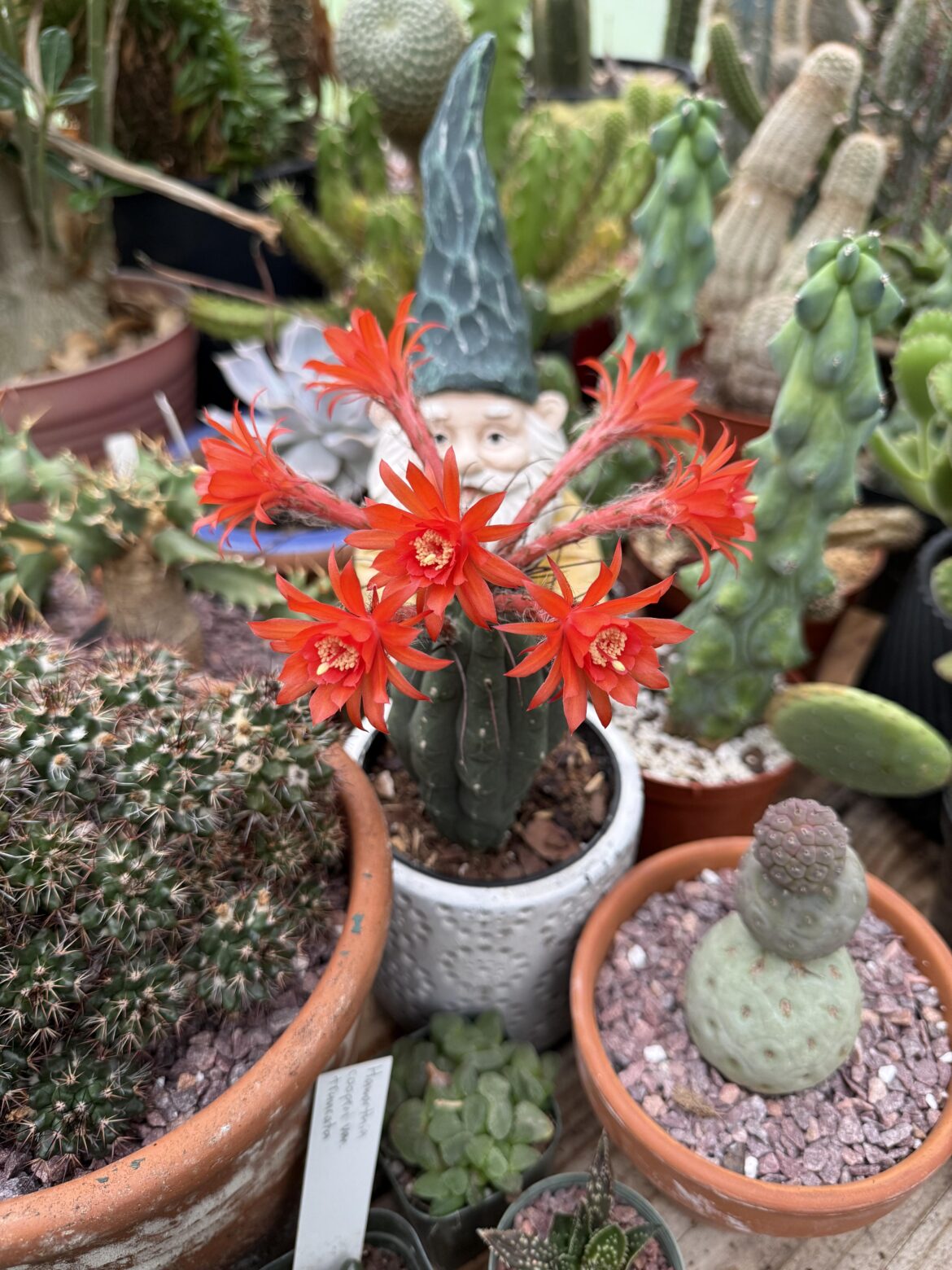 Rainy day blooms, matucana madisoniorum