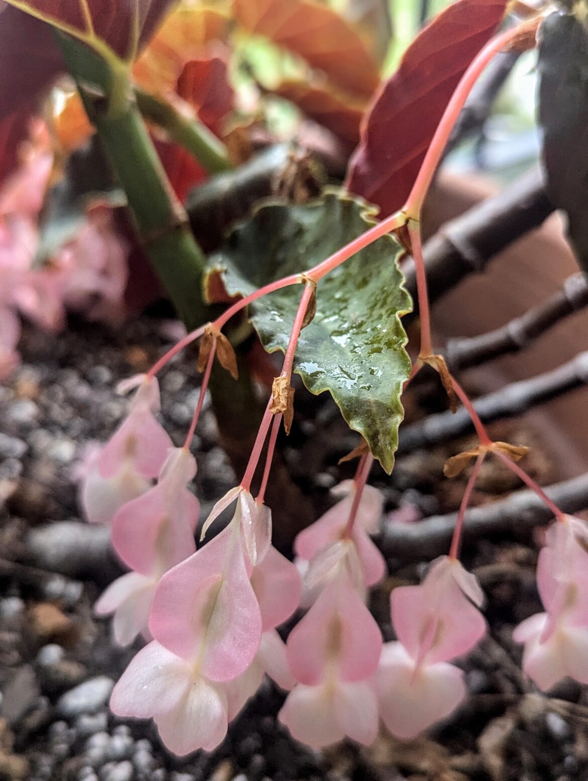 Pink Torch?