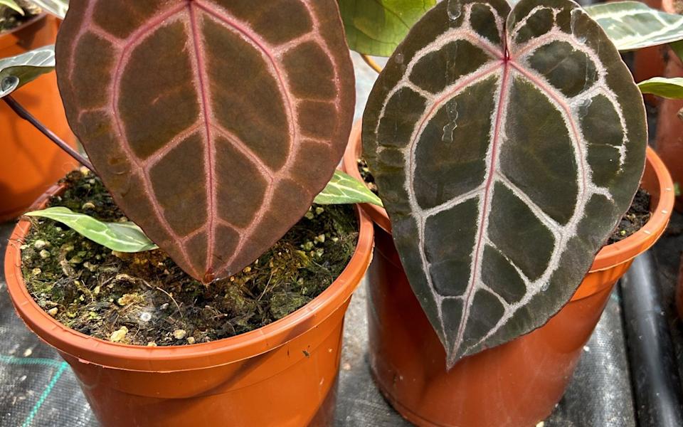 Anthurium 'Michele'