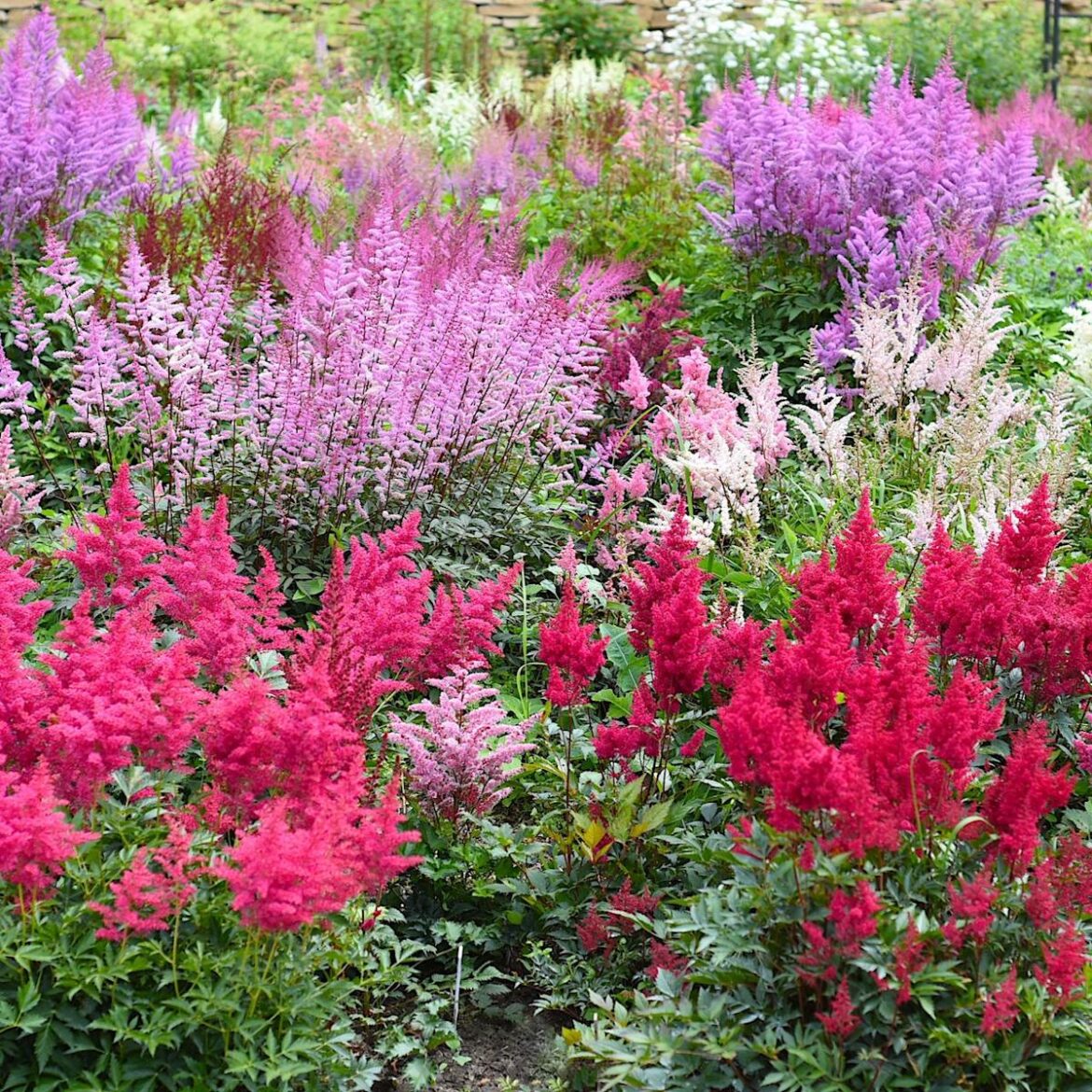 This Vibrant Perennial Should Be in Every Shade Garden – It Adds Color and Texture to the Darkest Spots This Vibrant Perennial Should Be in Every Shade Garden – It Adds Color and Texture to the Darkest Spots