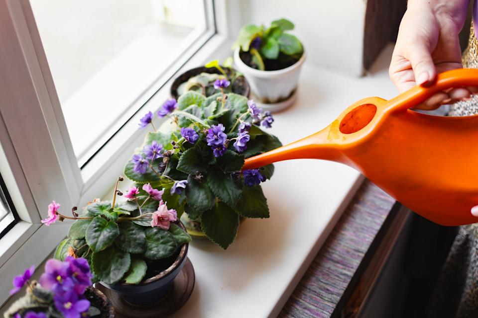 Person Watering African Violets and Indoor Plants on a Sunny Windowsill