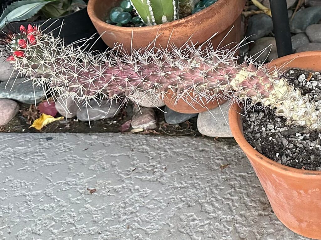 ID please?