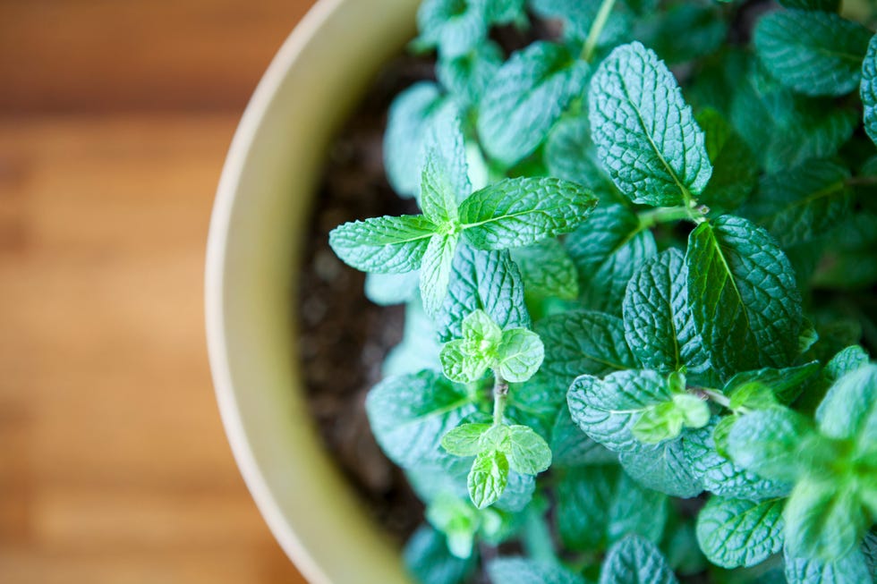 Fresh Mint Plant  Potted against a Natural Wood Table