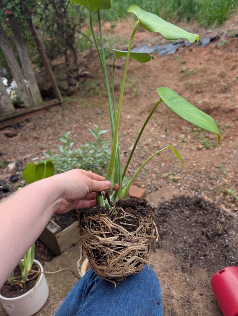 Stunted sad monstera Stunted sad monstera