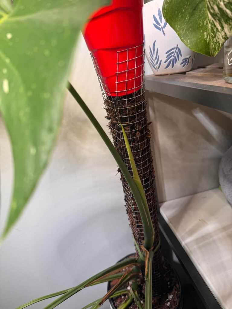 Buying a greenhouse
