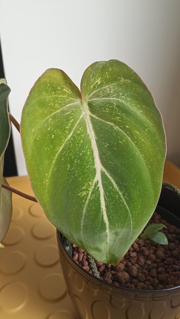Philodendron gloriosum-Help needed!