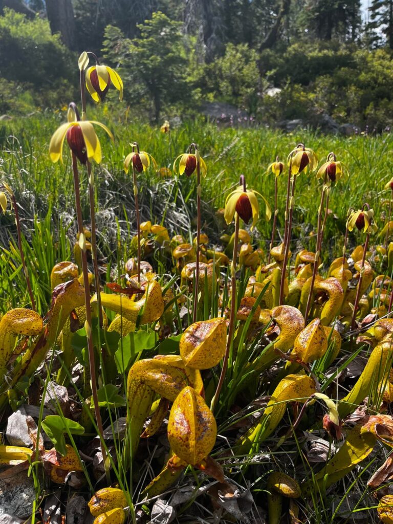 Wild Darlingtonia Bog Wild Darlingtonia Bog