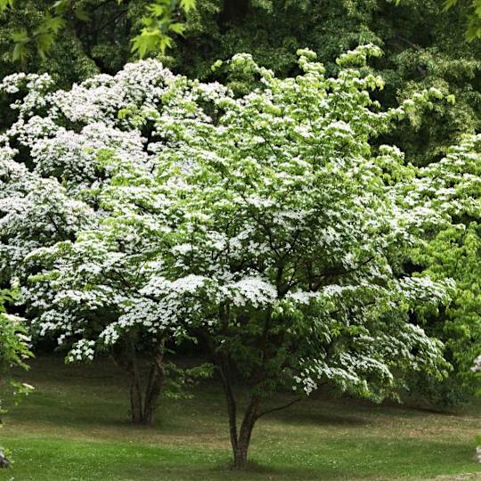 Kousa Dogwood Tree