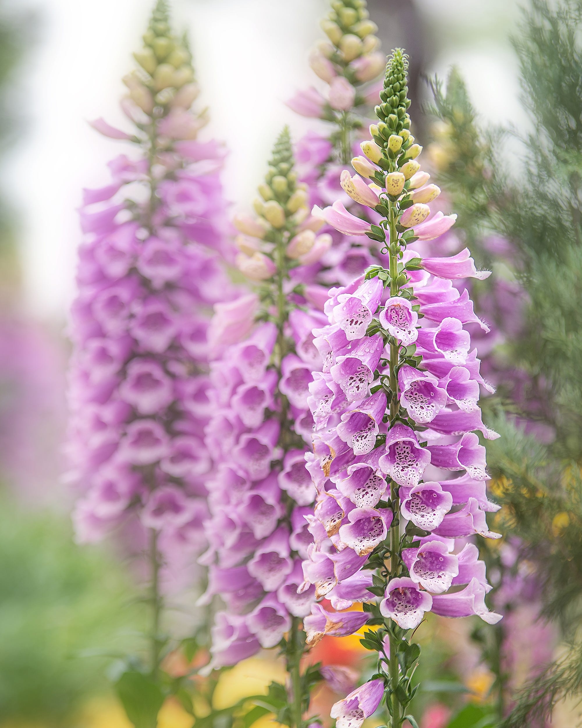 tall purple flowers with bellshaped blooms