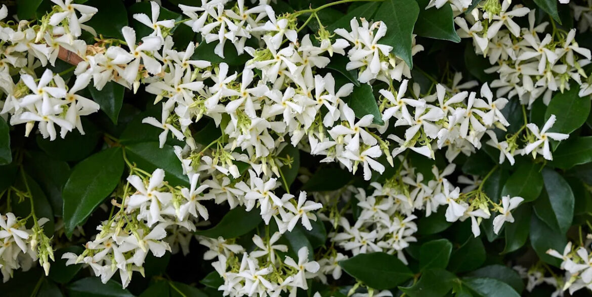 Overlooked garden? These evergreen climbers create year-round privacy