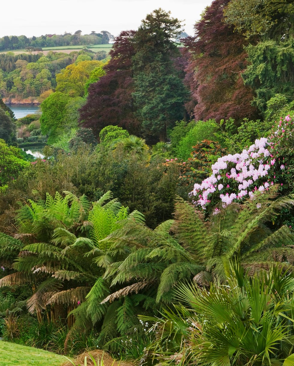 trebah garden, cornwall: trebah garden, cornwall: